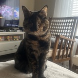 Entry image for Frijole Bean