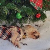 Entry image for Benji