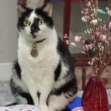 Entry image for Phasma