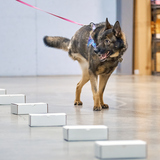 Entry image for Bear