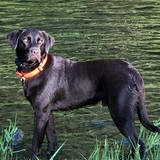Entry image for Barley