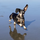Entry image for Jaz
