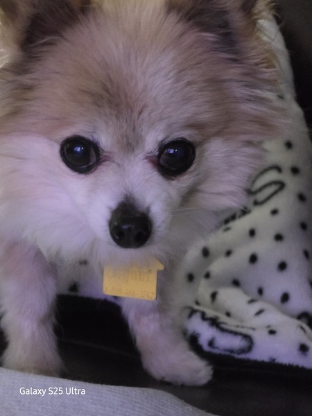 Entry image for Asha. Clicking this image will show a larger photo