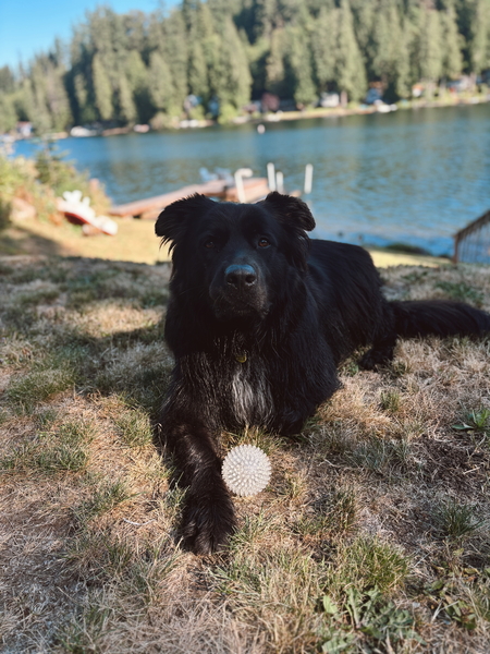 Entry image for Hank. Clicking this image will show a larger photo