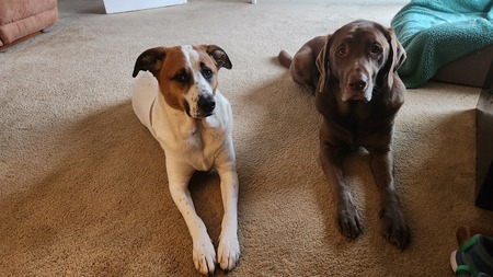 Entry image for Baxter aka Hector. Clicking this image will show a larger photo