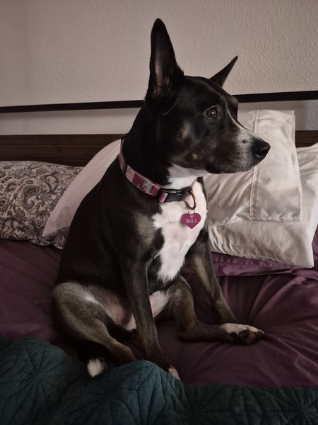 Entry image for Nala. Clicking this image will show a larger photo