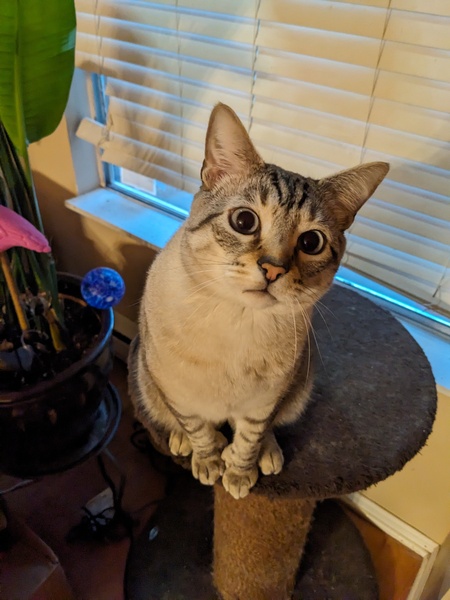 Entry image for Murphy . Clicking this image will show a larger photo