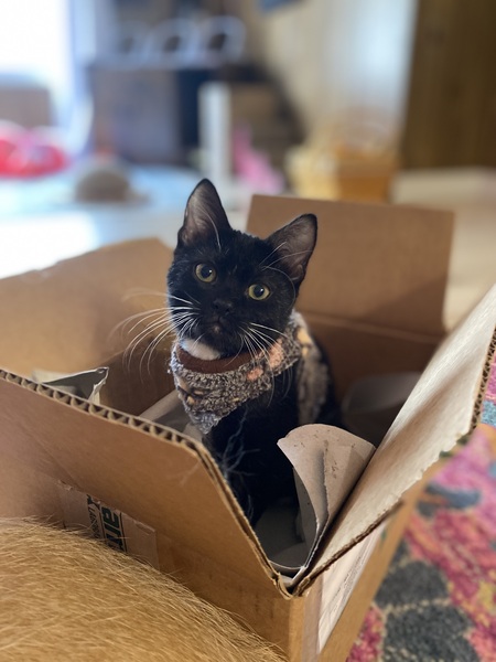 Entry image for Flipper. Clicking this image will show a larger photo