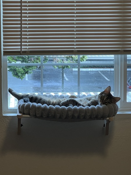 Entry image for Chester . Clicking this image will show a larger photo