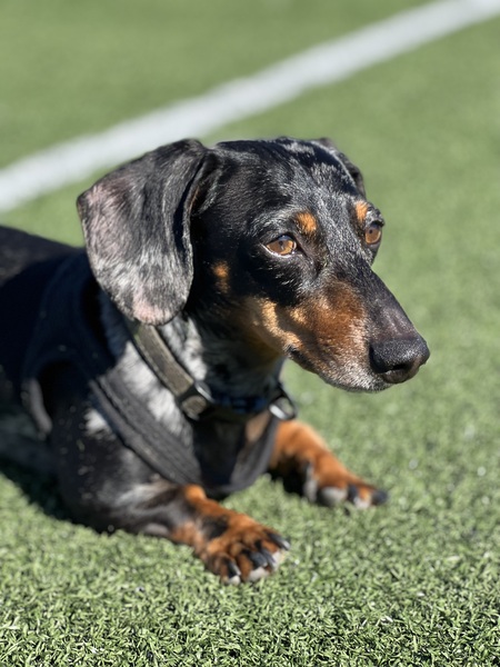 Entry image for Finn. Clicking this image will show a larger photo