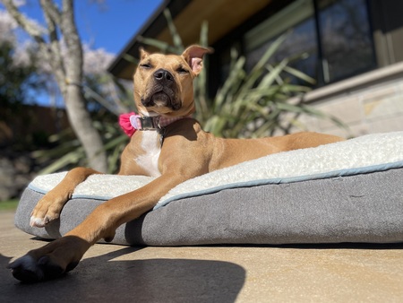 Entry image for Ellie. Clicking this image will show a larger photo