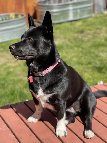 Entry image for Sasha. Clicking this image will show a larger photo