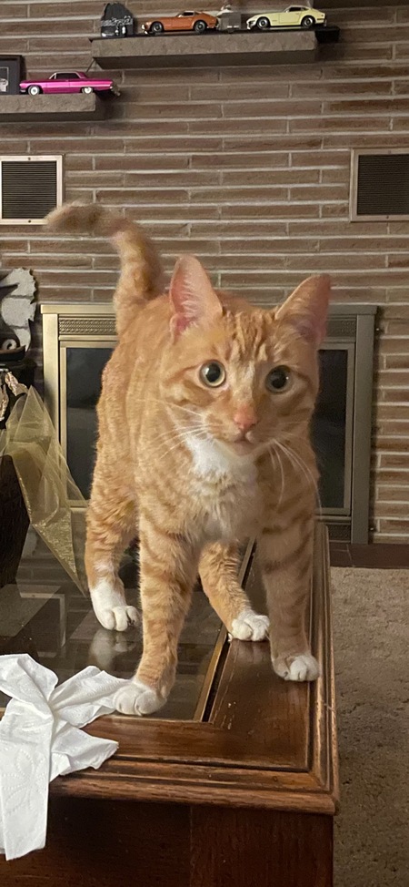 Entry image for Chester. Clicking this image will show a larger photo