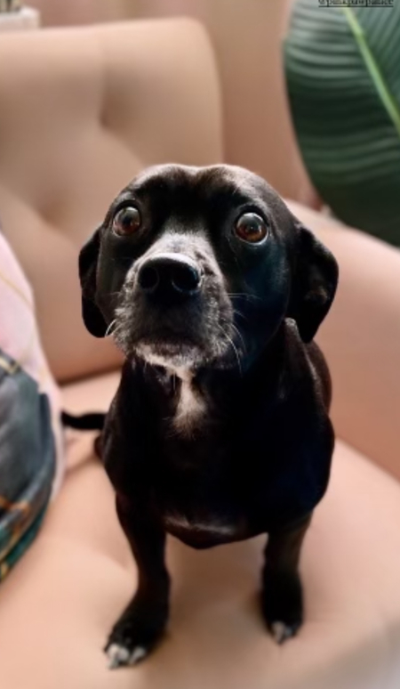 Entry image for Bitsy. Clicking this image will show a larger photo