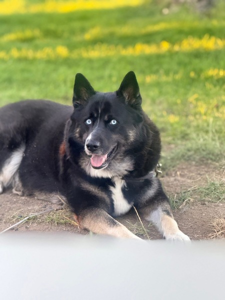 Entry image for Koda. Clicking this image will show a larger photo