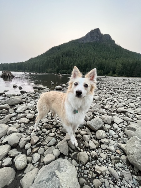 Entry image for Bella. Clicking this image will show a larger photo