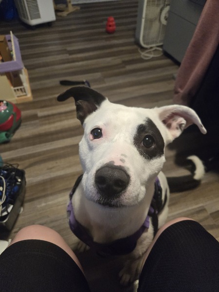 Entry image for Jasmine. Clicking this image will show a larger photo