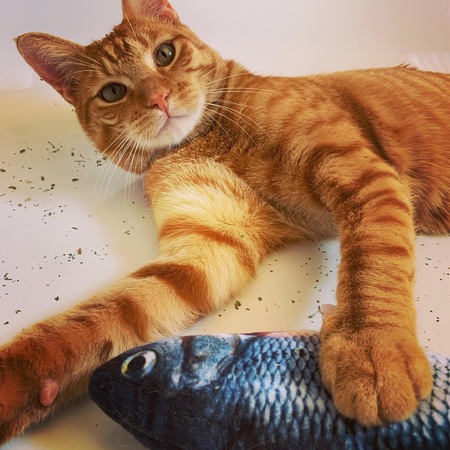 Entry image for Nacho. Clicking this image will show a larger photo