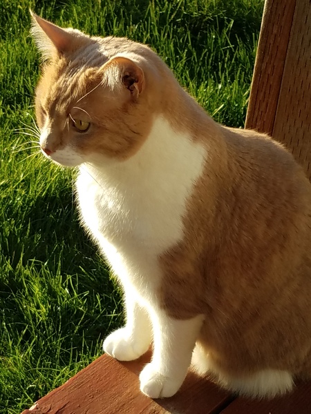 Entry image for Toku. Clicking this image will show a larger photo