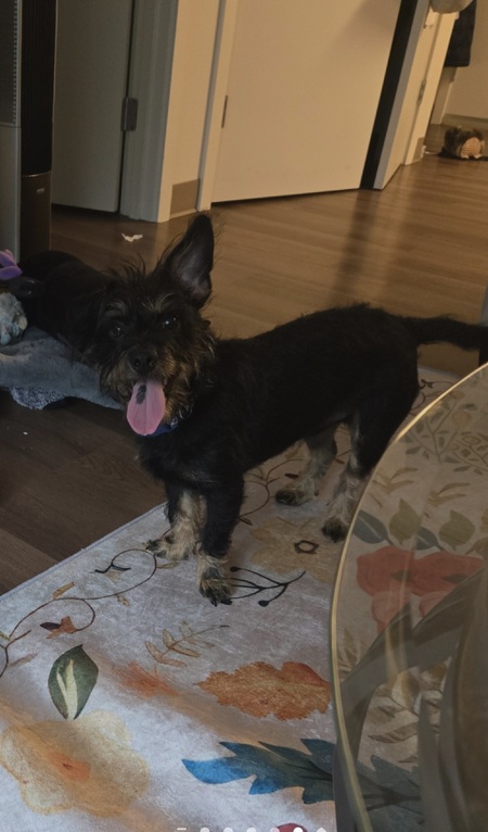 Entry image for Cooper. Clicking this image will show a larger photo