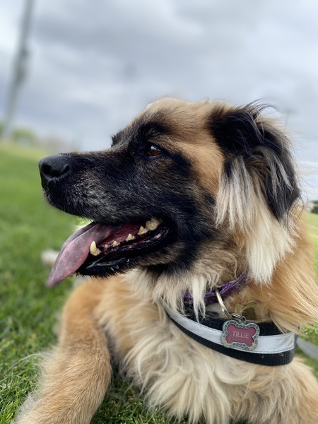 Entry image for Tillie. Clicking this image will show a larger photo