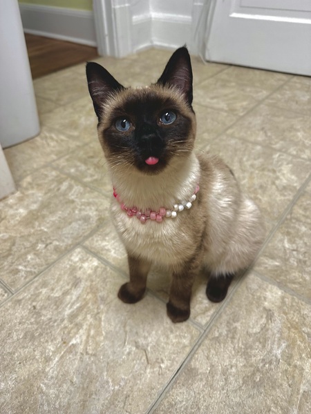 Entry image for Zoboomafoo (ZuZu). Clicking this image will show a larger photo