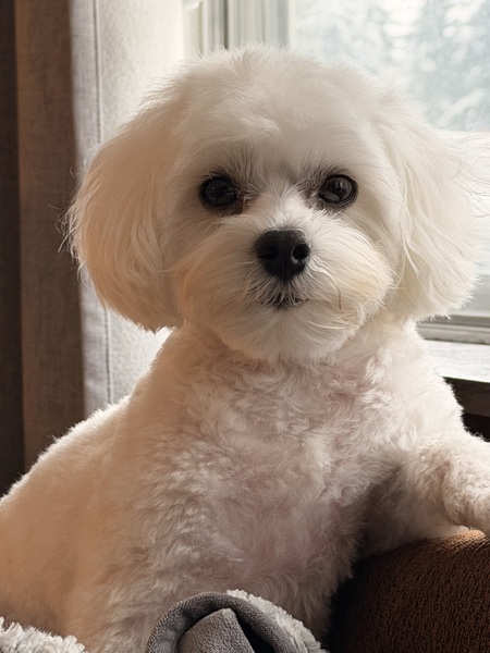 Entry image for Loko. Clicking this image will show a larger photo