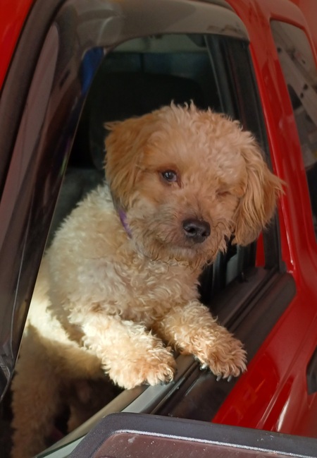 Entry image for Sammy. Clicking this image will show a larger photo