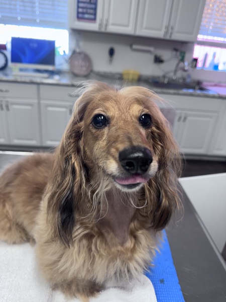 Entry image for Agnes Rue. Clicking this image will show a larger photo