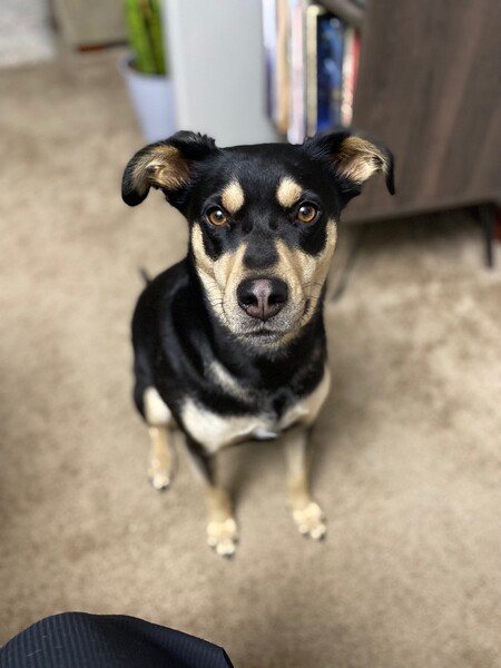 Entry image for Mia. Clicking this image will show a larger photo