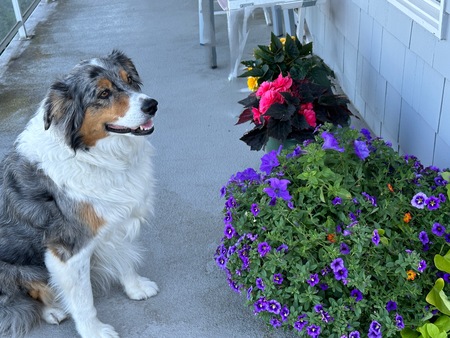 Entry image for Kula Bella. Clicking this image will show a larger photo