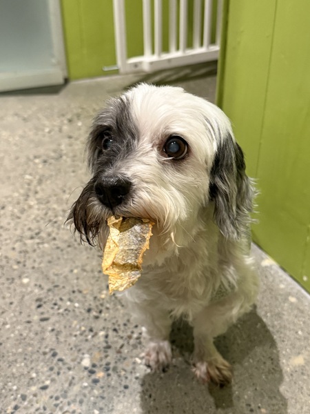 Entry image for Timba. Clicking this image will show a larger photo