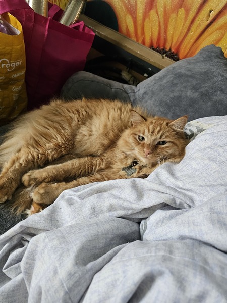 Entry image for Lloyd. Clicking this image will show a larger photo