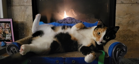 Entry image for Velma Lou. Clicking this image will show a larger photo