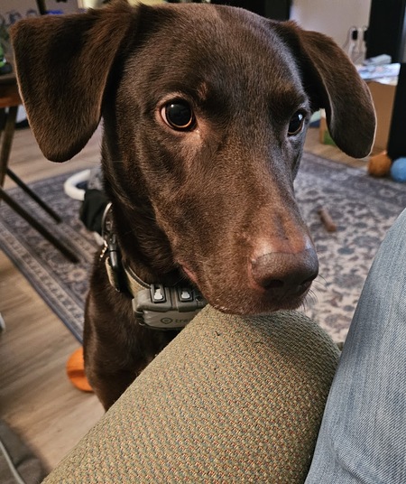 Entry image for Daisy. Clicking this image will show a larger photo