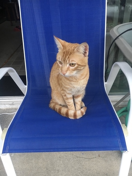 Entry image for Chewy. Clicking this image will show a larger photo