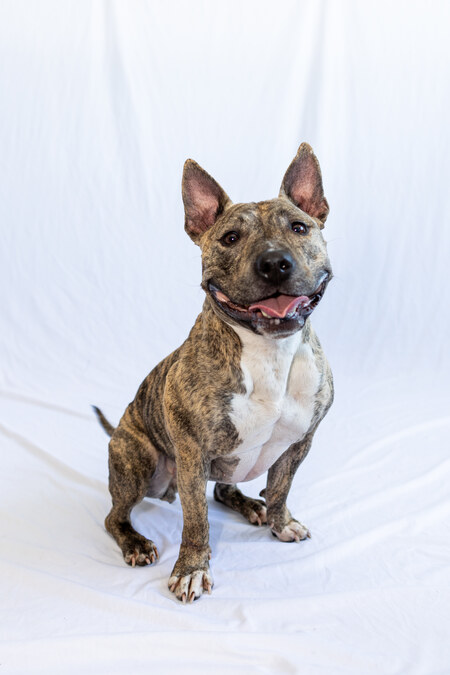 Entry image for Sugar. Clicking this image will show a larger photo