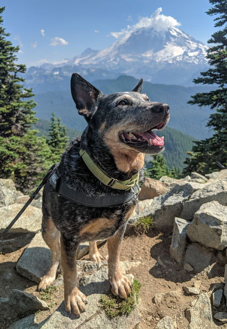 Entry image for Juno. Clicking this image will show a larger photo