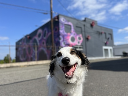 Entry image for Sophie. Clicking this image will show a larger photo