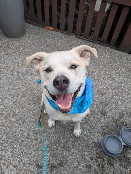 Entry image for Rhodee. Clicking this image will show a larger photo