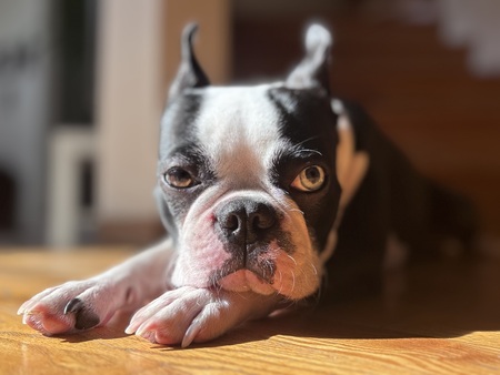 Entry image for Tilly. Clicking this image will show a larger photo