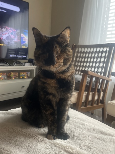 Entry image for Frijole Bean. Clicking this image will show a larger photo