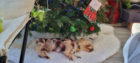 Entry image for Benji. Clicking this image will show a larger photo