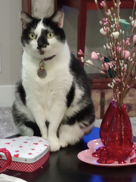 Entry image for Phasma. Clicking this image will show a larger photo