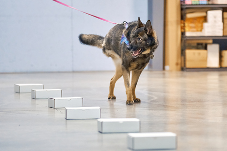 Entry image for Bear. Clicking this image will show a larger photo