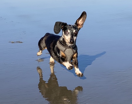 Entry image for Jaz. Clicking this image will show a larger photo