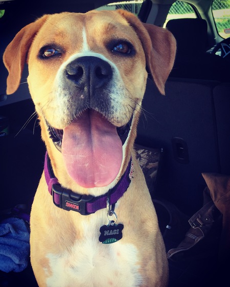 Maci
