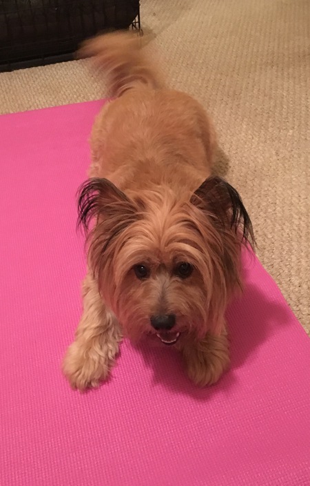 "Namaste" - Gracie