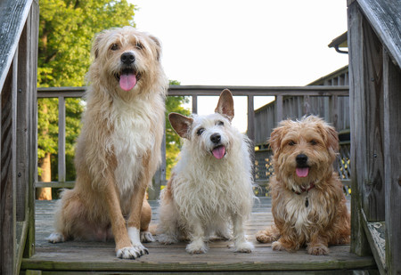Remi, Patty, and Lyla