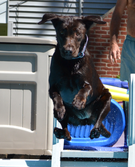 Iris the Wonder Dog